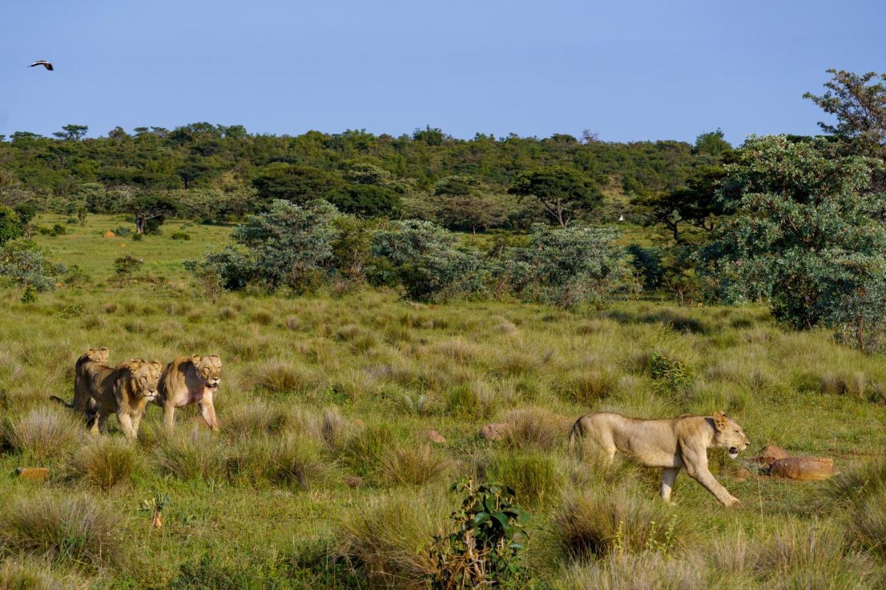 Elephants Crossing Welgevonden Game Reserve Exterior foto