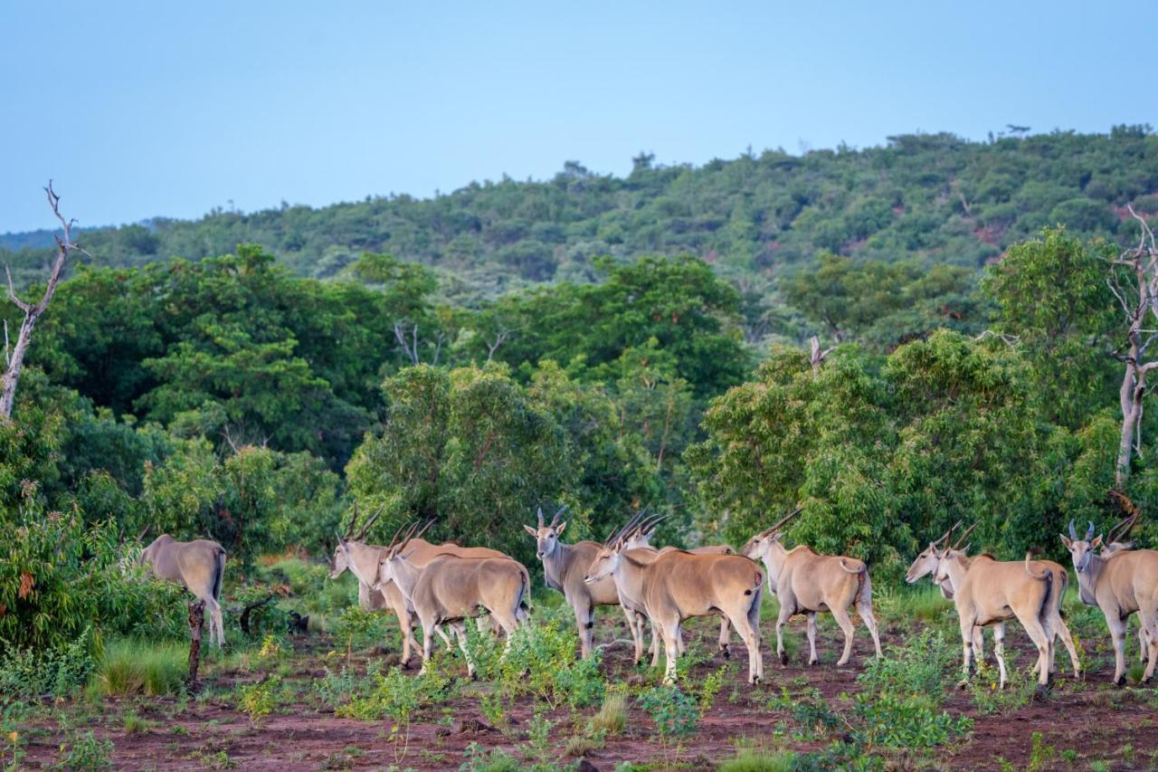 Elephants Crossing Welgevonden Game Reserve Exterior foto