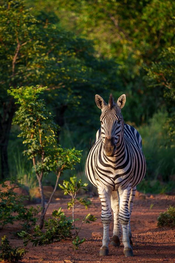 Elephants Crossing Welgevonden Game Reserve Exterior foto